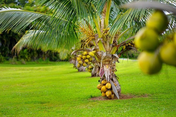 How To Grow Dwarf Coconuts