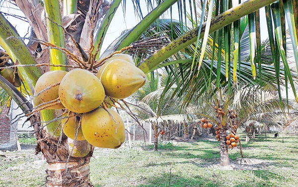 How To Grow Dwarf Coconuts From An Individual Seed