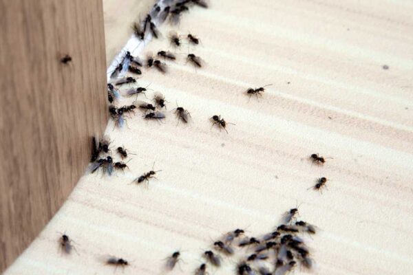 How to Get Rid of Ants in the Bathroom: Effective Solutions for a Pest-Free Space