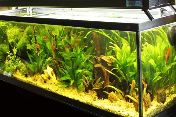 How to Keep Floating Plants Away from Filter: A Foolproof Guide for a Clean Aquarium