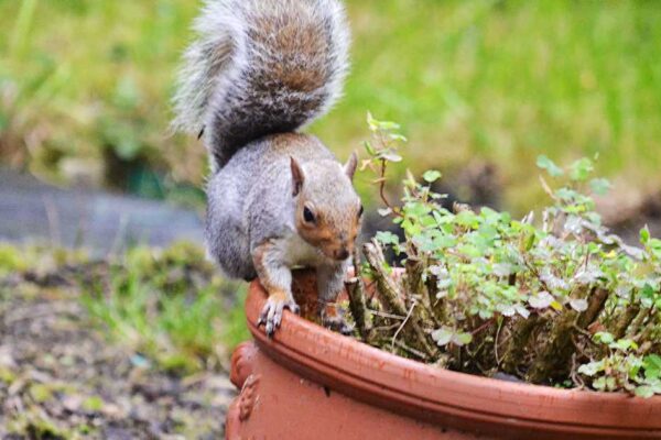 How to Keep Squirrels Out of Potted Plants: Effective Strategies to Protect Your Garden